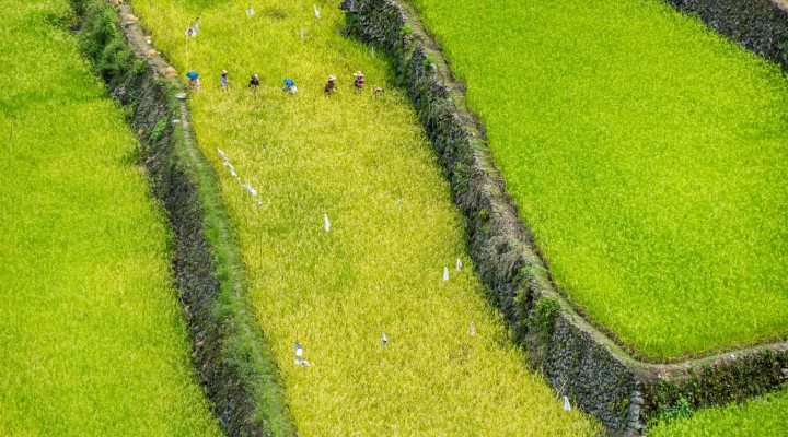 banaue trace philippines-helpbestlife.com