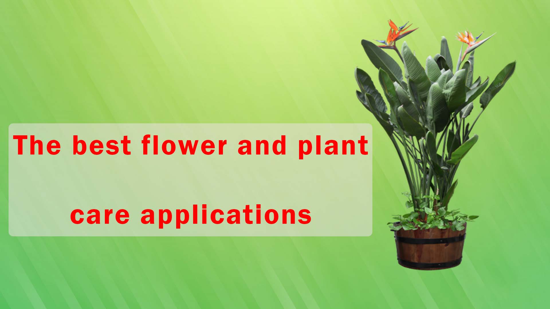 best flower and plant care applications